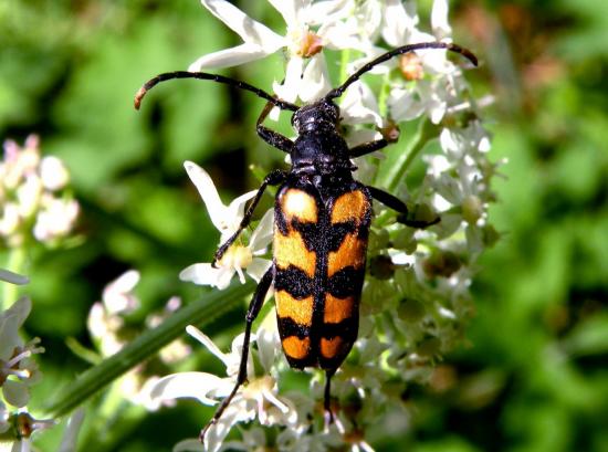 Leptura Quadrifasciata