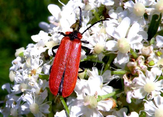 Lygistopterus Sanguineus