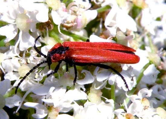 Lygistopterus Sanguineus