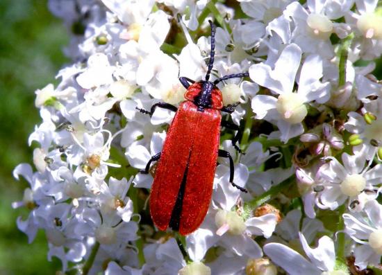 Lygistopterus Sanguineus