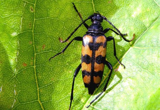 Leptura Quadrifasciata