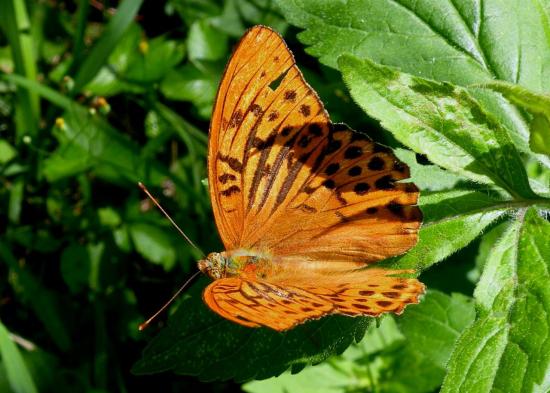 Fabriciana Niobe