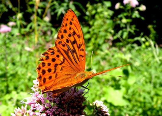 Fabriciana Niobe