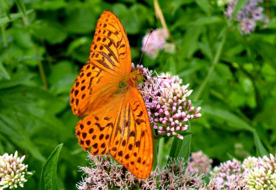 Fabriciana Niobe