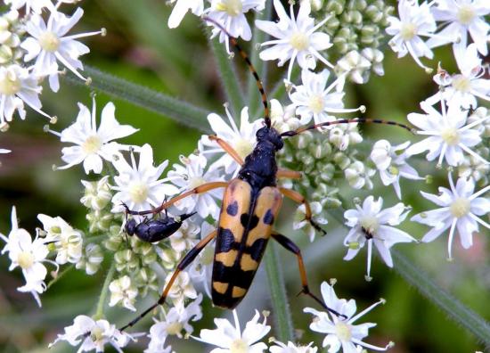 Leptura Maculata