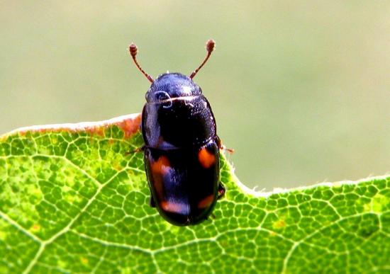 Glischrochilus Quadripunctatus