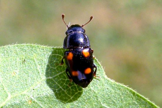 Glischrochilus Quadripunctatus