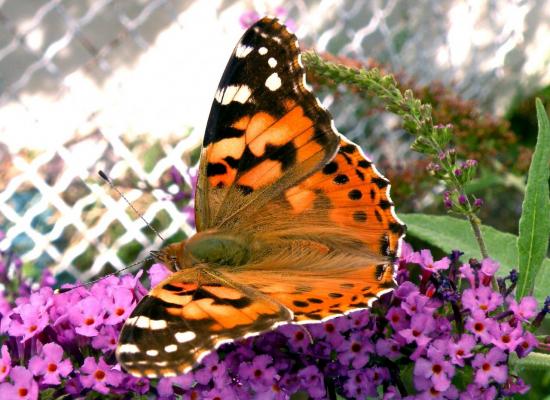 Vanessa Cardui