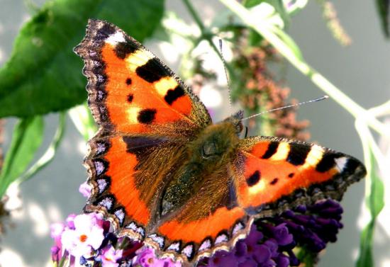 Aglais Urticae