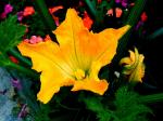 Fleur de courgette