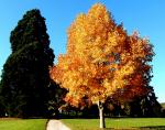 Parc de Rentilly