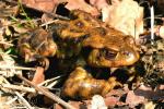 Crapaud Commun