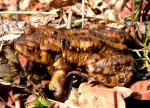 Crapaud Commun
