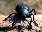 Timarcha Tenebricosa