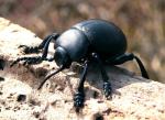 Timarcha Tenebricosa