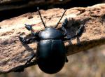 Timarcha Tenebricosa