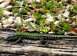 Lézard des murailles