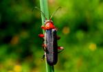 Cantharis Pellulide