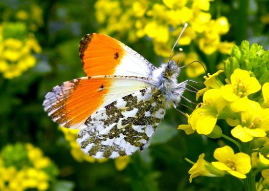 Anthocharis Cardamines