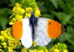 Anthocharis Cardamines