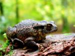 Crapaud Commun