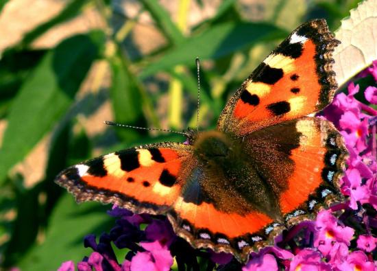 Aglais Urticae