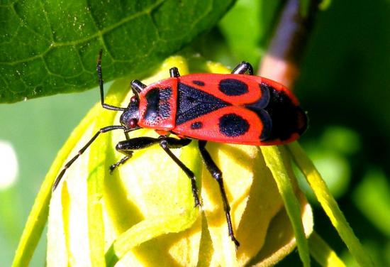 Pyrrhocoris Apterus