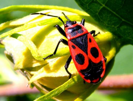 Pyrrhocoris Apterus