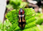 Selatosomus Cruciatus
