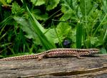Lézard des murailles