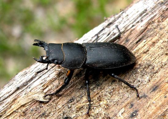 Dorcus Parallelipipedus