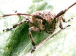 Mesosa Nebulosa