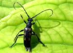 Leptura Sexguttata