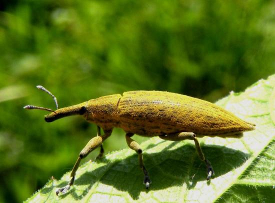 Lixus Paraplecticus