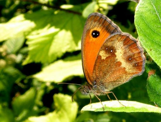 Pyronia Tithonus