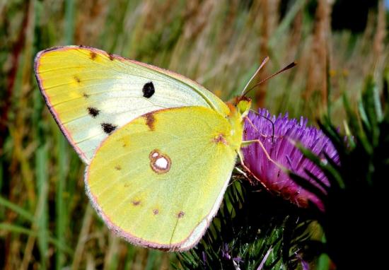 Colias Australis