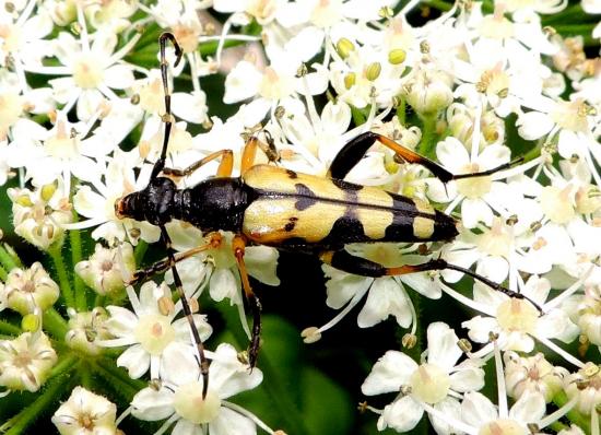 Leptura Maculata