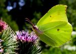 Gonepteryx rhamni