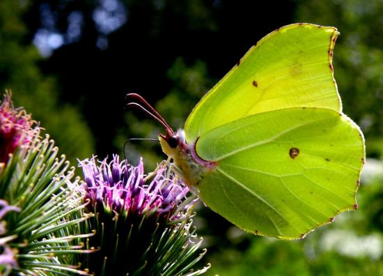 Gonepteryx rhamni