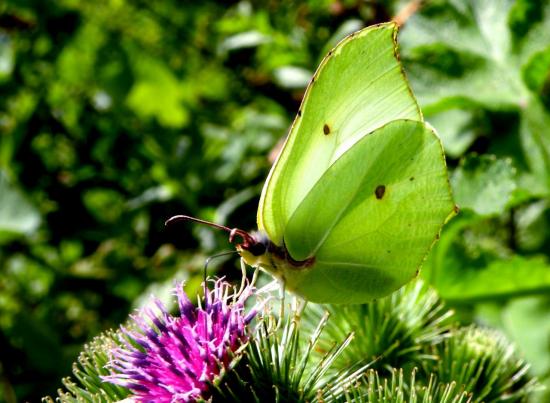 Gonepteryx rhamni