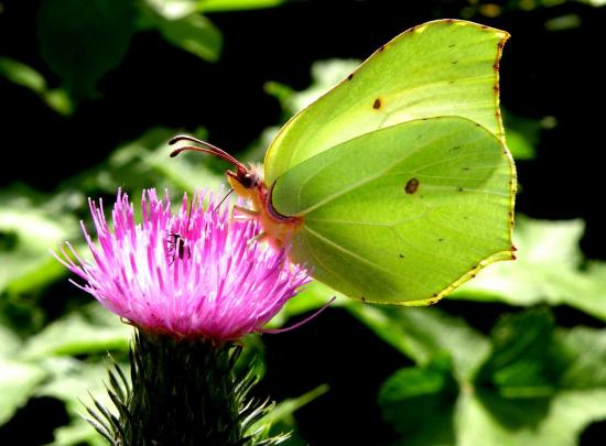 Gonepteryx rhamni