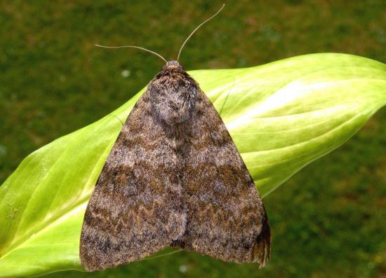 Catocala Elocata