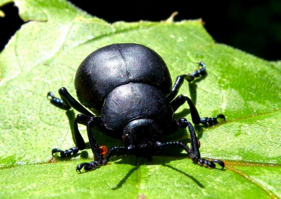 Timarcha Tenebricosa