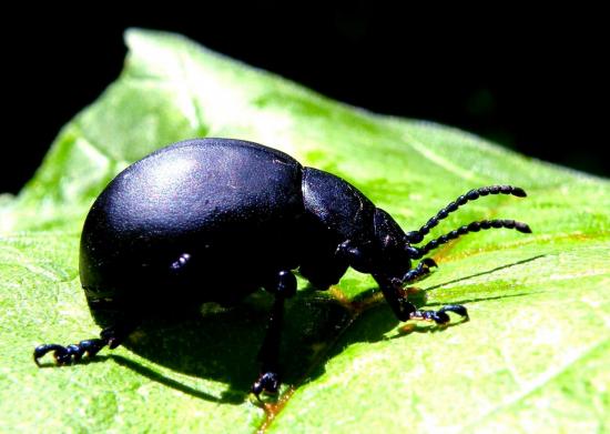 Timarcha Tenebricosa