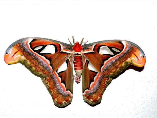 Attacus Atlas