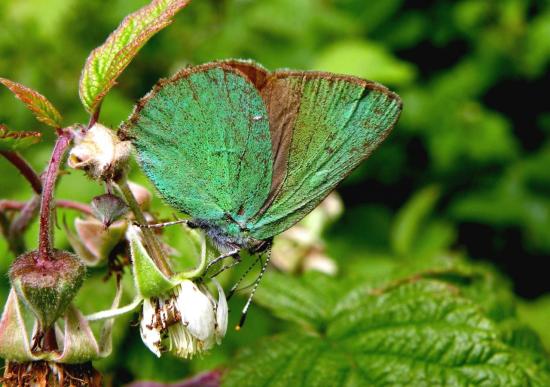 Callophrys Rubi