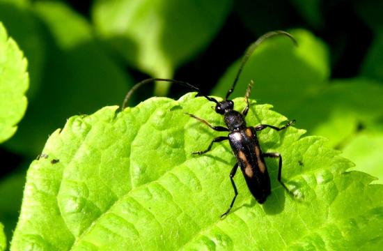 Leptura Sexguttata