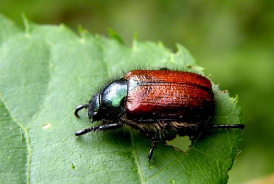 Anisoplia Villosa