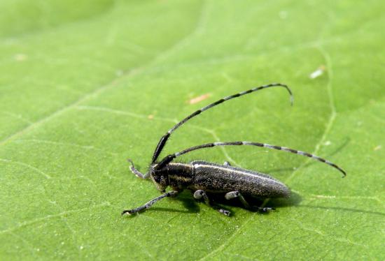 Agapanthia Suturalis