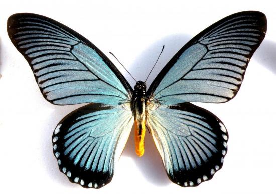 Papilio Zalmoxis